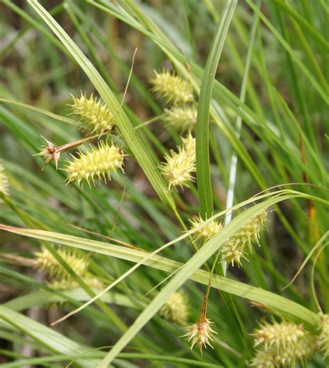 Porcupine Sedge Carex Hystericina Six Pack