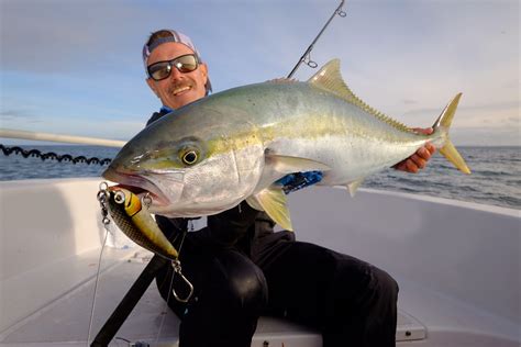 Yellowtail Kingfish On Surface Lures Hooked Up Magazine