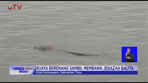 Viral Buaya Berenang Sambil Antar Jenazah Balita Di Kutai Kartanegara