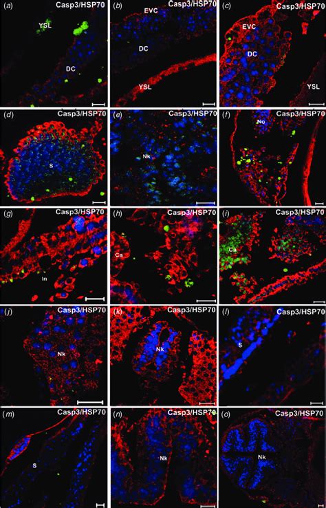 Immunofluorescence For Caspase Green And Hsp Red At Different