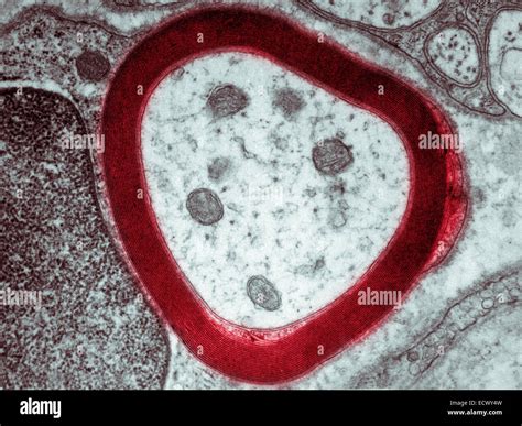 Transmission Electron Micrograph Of Myelin Sheath Stock Photo Alamy