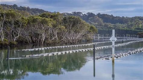 Oysters Nsw Floods Threaten Supply Before Christmas In Australia The