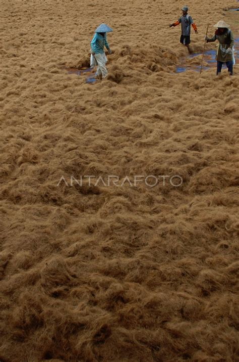 Permintaan Ekspor Coco Fiber Antara Foto