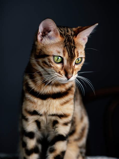 Bengal Cat