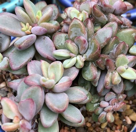 Pinterest Difisher72 Echeveria Succulents Plants