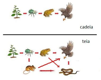 Resumo De Energia No Ecossistema Fluxo Conceitos E Representa Es