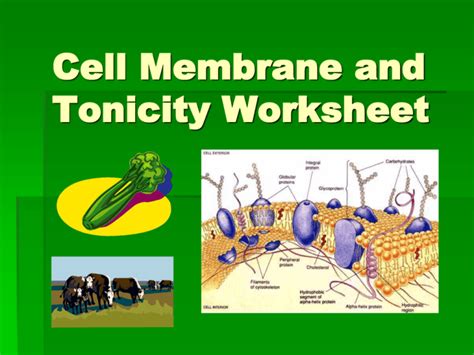 Cell Tonicity Powerpoint