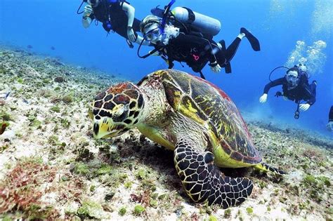 Discover Scuba Diving Course In Playa Del Carmen With Two Coral Reef