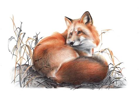 Red Fox Realistic Ballpoint Pen Drawing Drawing By Daria Maier