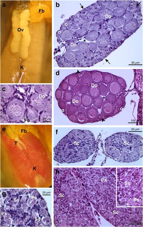 Representative Photomicrographs And Histological Sections Of Ovaries