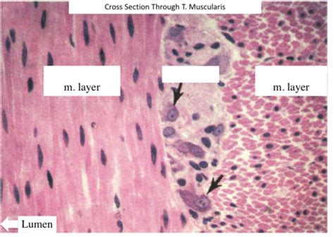 Physiology Histology Capstone Set Flashcards Quizlet