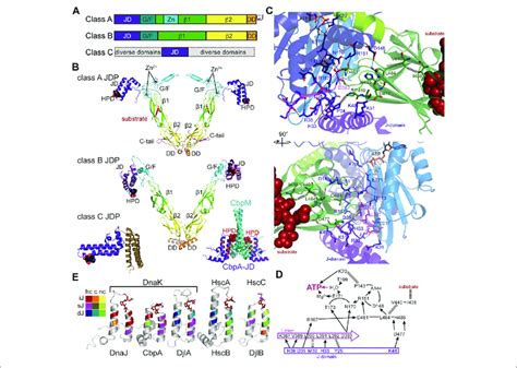 Structure And Function Of J Domain Proteins Jdps A Domain