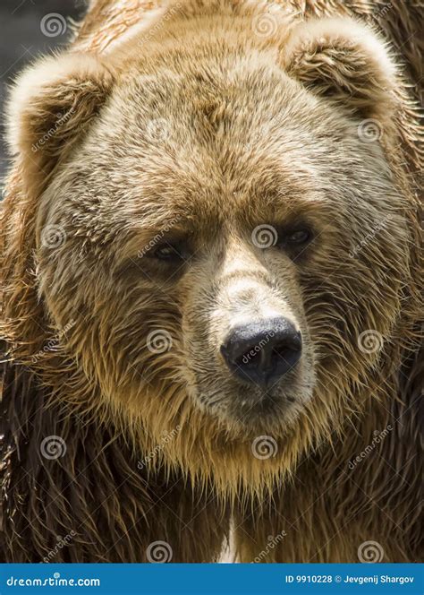 Brown Bear Stock Photo Image Of Snout Portrait Carnivoran 9910228