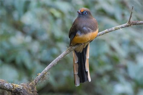 Bhutan Birding Tour Birding In The Himalayas Whitehawk Birding