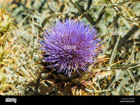 Acanthoid Hi Res Stock Photography And Images Alamy