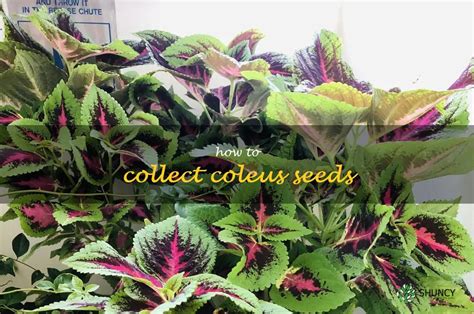 Harvesting Coleus Seeds: A Step-By-Step Guide | ShunCy