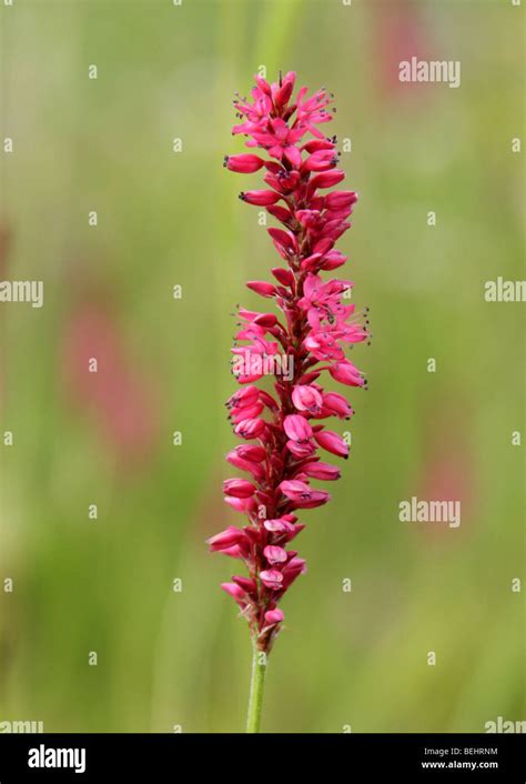 Mountain Fleece Persicaria Bistorta Amplexicaulis Firetail Stock