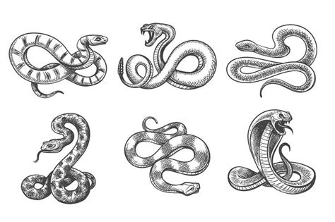 Snakes Sketch Set Snake Sketch Sketches Snake Drawing