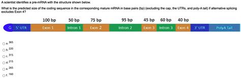 Solved A Scientist Identifies Pre Mrna With The Structure Shown Below