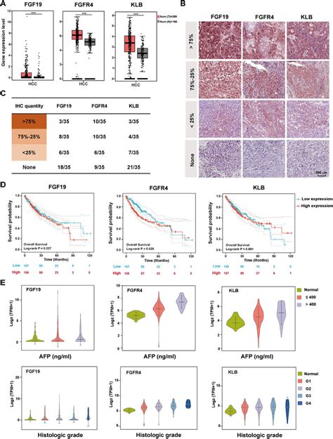 Expression And Clinicopathological Characteristics Of Fgf Fgfr Klb