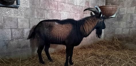 Goat Samu A Life In An Aluminum Hut With A Chain Around His Neck