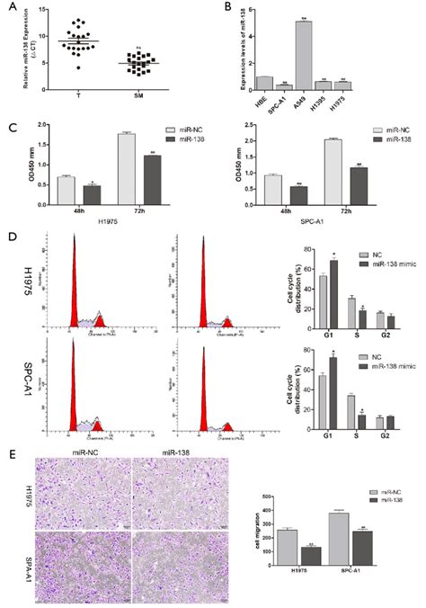 Mir Was Downregulated In Sm And Inhibited The Proliferation And