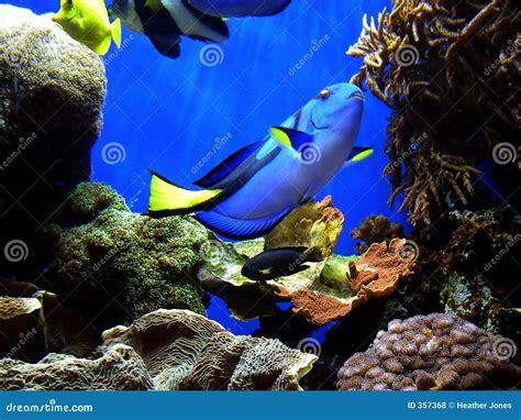 Finding Nemo s Dory stock photo. Image of aquarium, fins - 357368