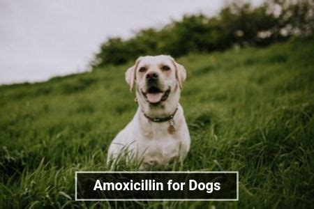 Amoxicillin for Dogs | Therapy Pet