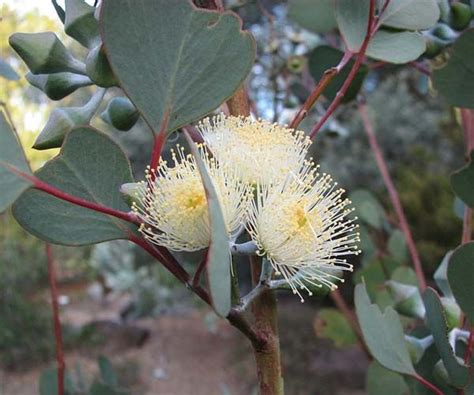 Eucalyptus Orbifolia Eucalyptus Orbifolia Cultivated Labelled