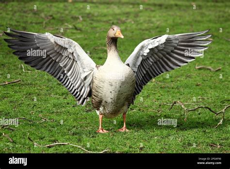 Birds Flying Birds In Flight Uk Wildlife Stock Photo Alamy