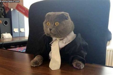 Business Cat