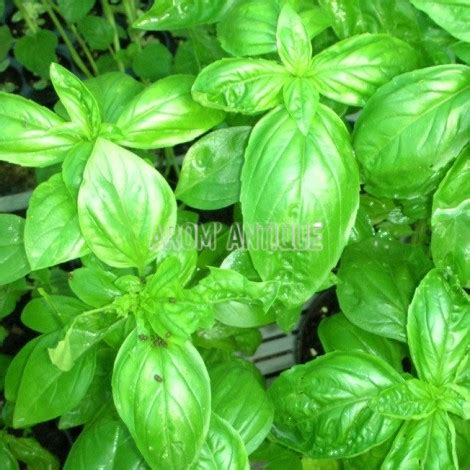 Basilic Grand Vert Bio Ocimum Basilicum Grand Vert Arom Antique