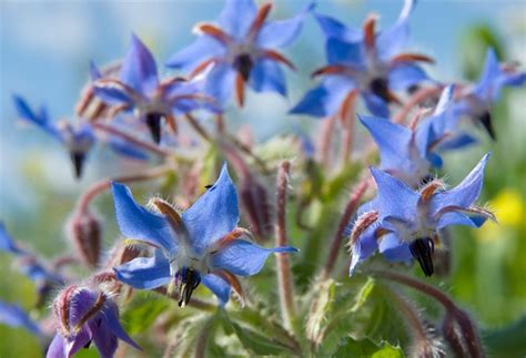 Borraja Propiedades De La Planta Medicinal Herbolario Casa Pi