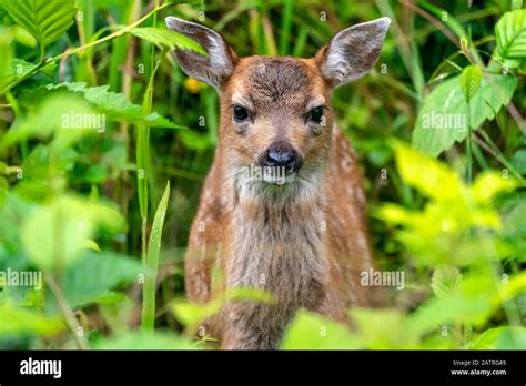 Alaska Deer Blacktail Hi Res Stock Photography And Images Alamy