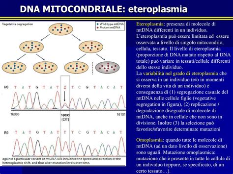 I Marcatori Uniparentali Y E Mtdna Ppt Scaricare