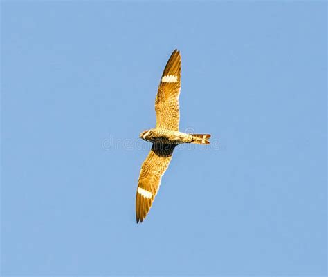 Common Nighthawk Flying Stock Photos Free And Royalty Free Stock Photos