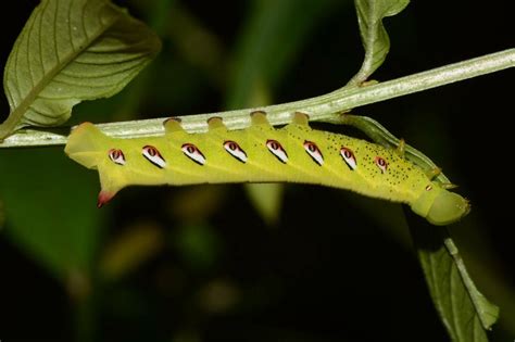 Eumorpha Fasciatus Sphingidae Of The United States Of America