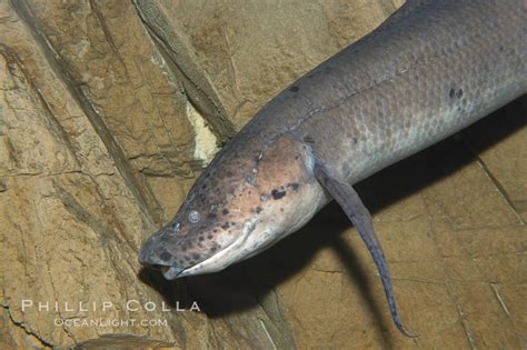 African Lungfish