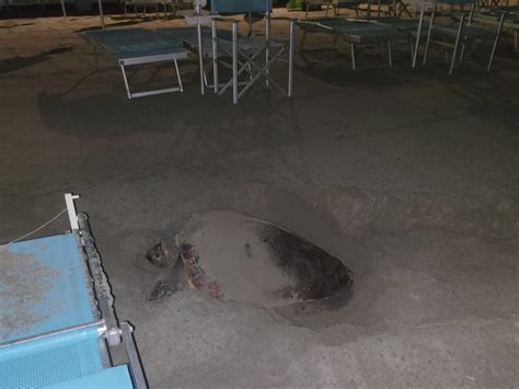 Laigueglia Tartaruga Caretta Caretta Depone Le Uova Sulla Spiaggia