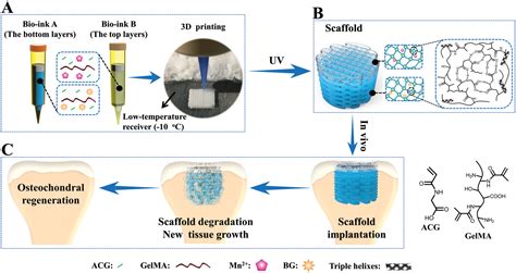 Osteochondral Regeneration With 3DPrinted Biodegradable HighStrength