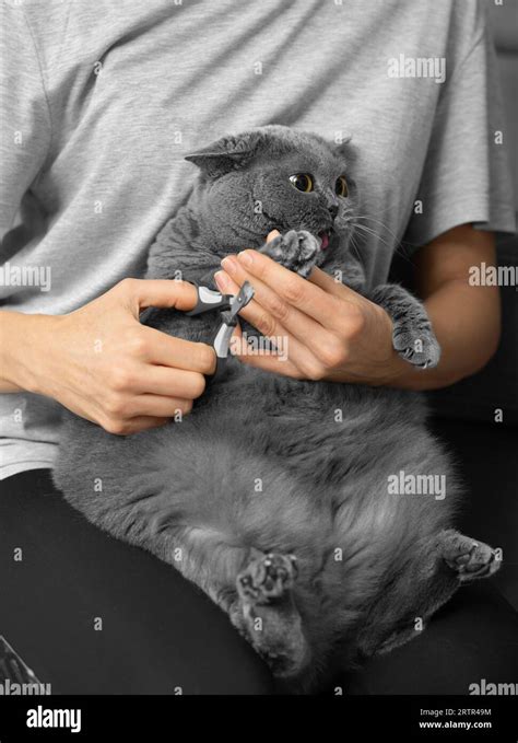 Cat Nail Trimming The Veterinarian Trims The Nails Of A British Breed