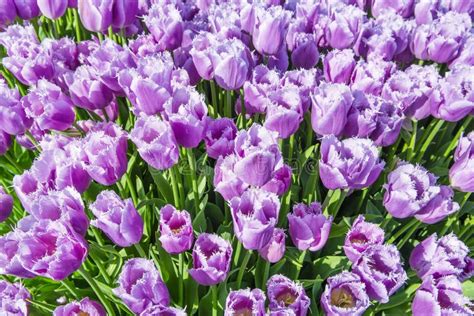 Eine Nahaufnahme Der Rosa Tulpe Im Sonnenlicht Stockbild Bild Von