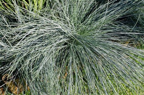 Festuca Glauca Intense Blue Andcasblueandpbr Blue Fescue Intense Blue