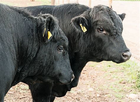 Black Angus Cattle Pictures Images And Stock Photos Istock