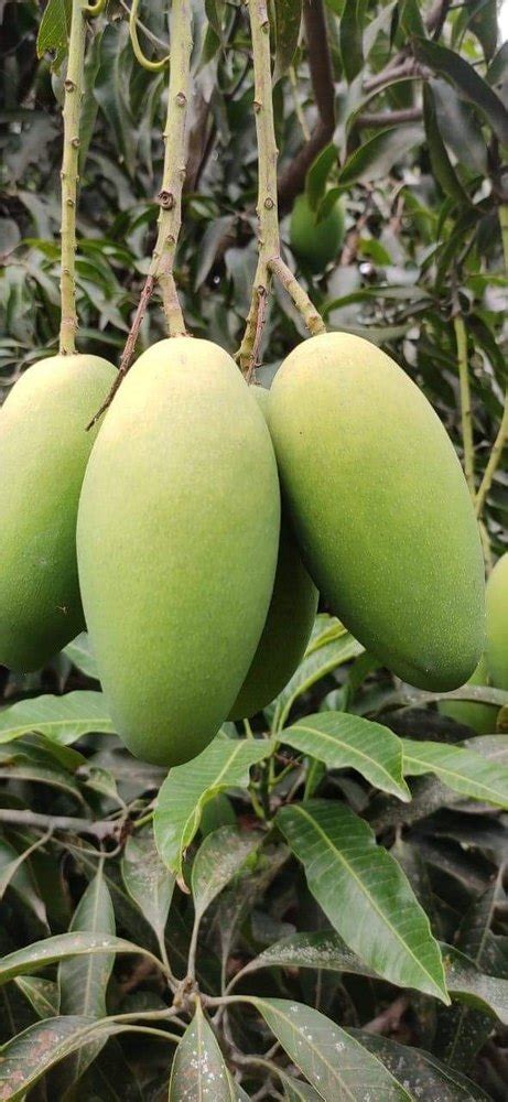 Malda Mango Green Mangoes Crate Packaging Size 20 Kg At Rs 28 Kg In