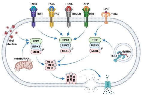 Necroptosis Assay Creative Bioarray Cellassay