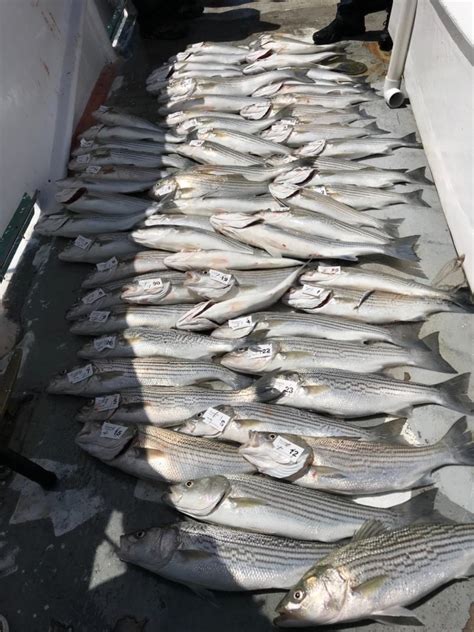 Kingfish Fish Report Fish Report Happy Striper Day June 23 2019