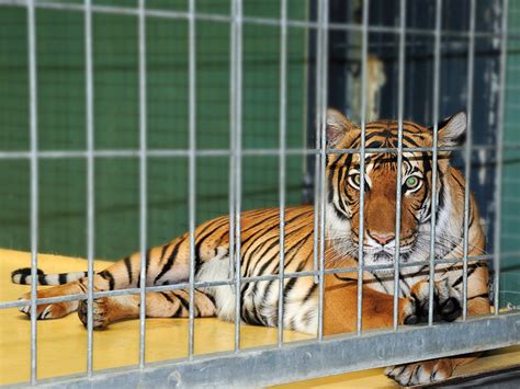 Tiger In Cage At Berlin Zoo Pedro Dias Flickr