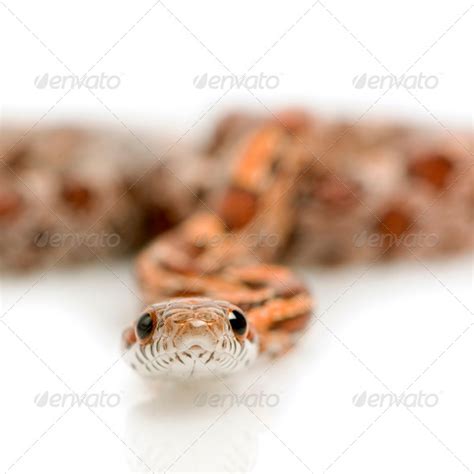 Corn Snake Stock Photo By Lifeonwhite Photodune