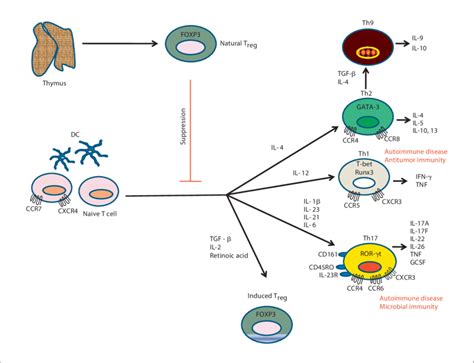 T Cell Lineage And Balance Between T Reg And Th Th Th And Th